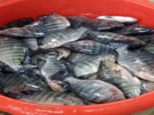 The faculty of agriculture sells its production of fish with a lower cost to the citizens